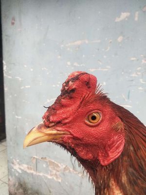 Điều 2kg6 tay cục sắt nhé a.e...... Mua bán Gà tại Huyện Bình Chánh Tp Hồ Chí Minh được đăng bởi Nguyễn thành trung