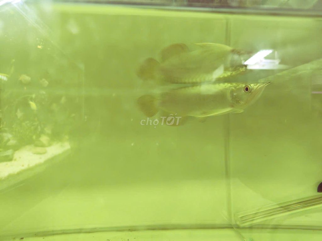 Cá Rồng Kim Long Quá Bối 18-20cm. Mua bán Thú cưng khác tại Quận Hoàng Mai Hà Nội được đăng bởi Cá cảnh Tiến Dũng hình 1