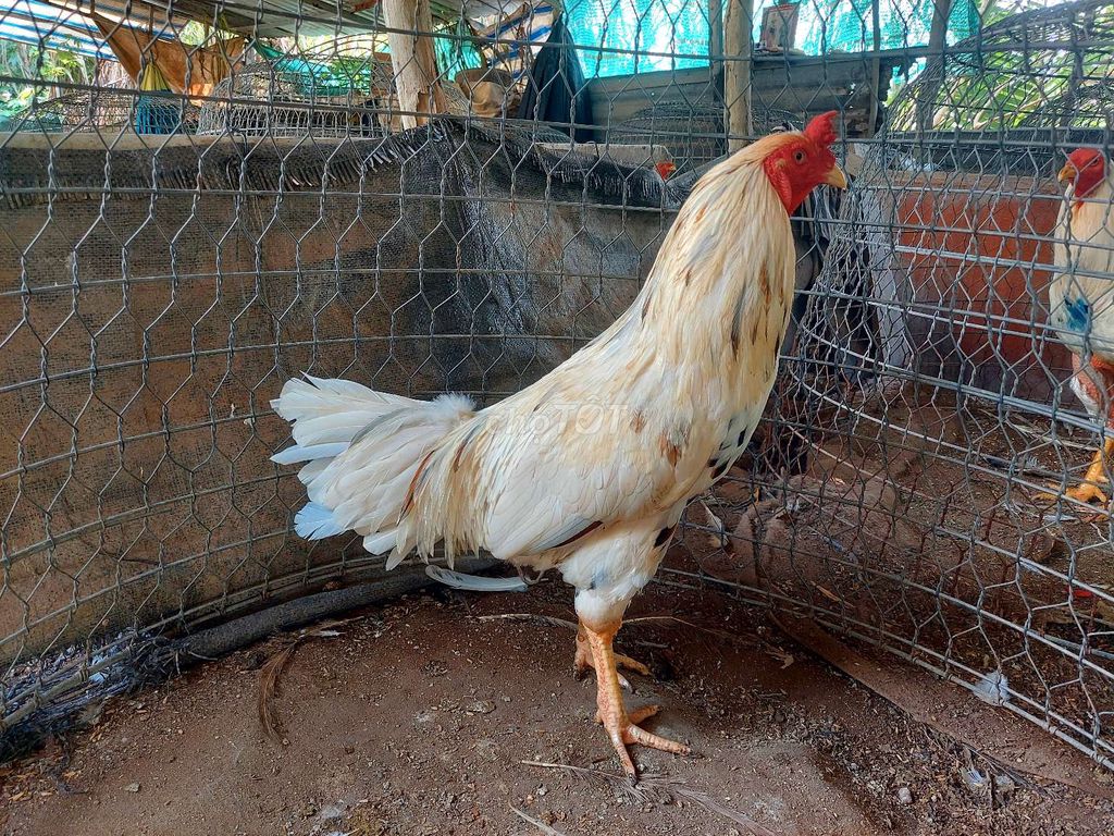 Bán gà bướm chân vàng 3,1 kg gà con Cừ con không