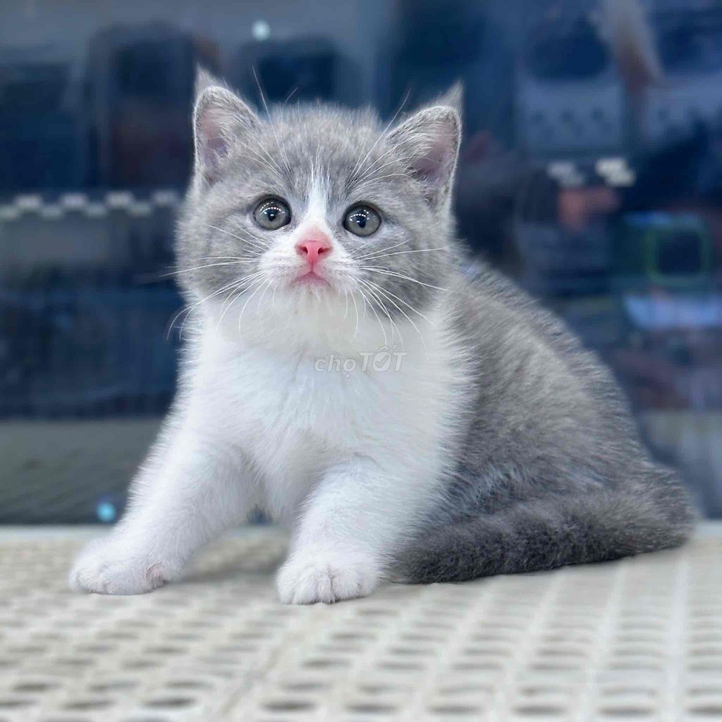 mèo aln xám xanh , bicolor siêu xinh gần 3 tháng