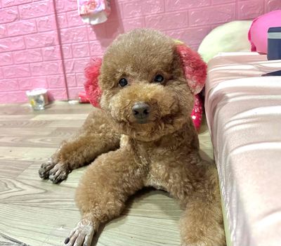 Lạp Xưởng Lai Poodle Nhà Đẻ Lông Xoăn. Mua bán Chó tại Quận Bình Tân Tp Hồ Chí Minh được đăng bởi Kim Linh