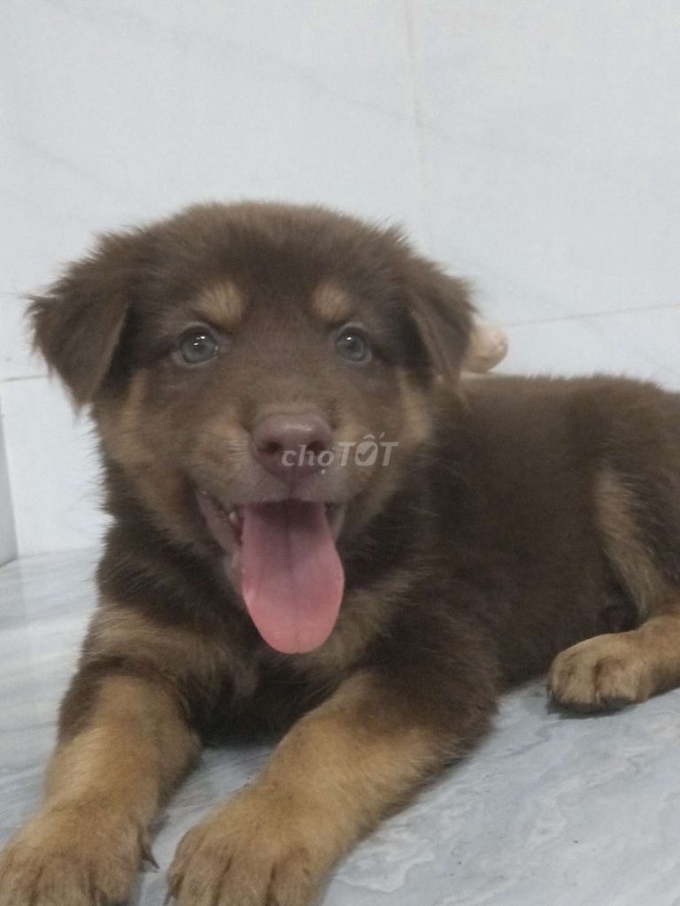 Alaska đực màu nâu đỏ mắt xanh ngọc rất đẹp. Mua bán Chó tại Quận 6 Tp Hồ Chí Minh được đăng bởi Tăng Chí Lương  hình 1