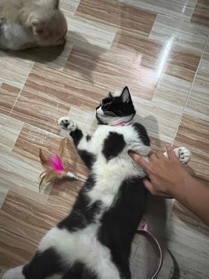 Cần bán MÈO anh lông ngắn do không có thời gian. Mua bán Mèo tại Thành phố Thuận An Bình Dương được đăng bởi Trần Minh Đạt