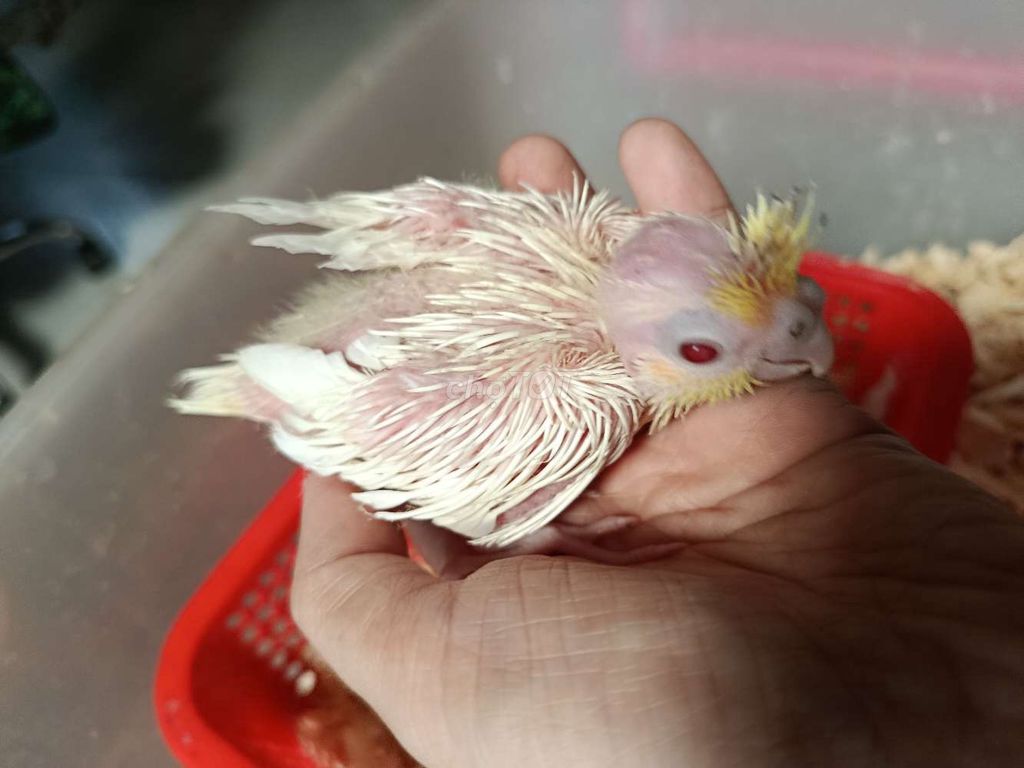 Vẹt Cockatiel Lutino Apino. Mua bán Chim tại Quận 7 Tp Hồ Chí Minh được đăng bởi Phuong hình 1