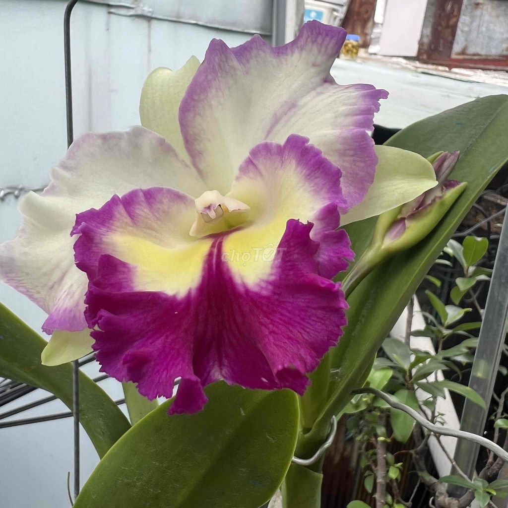 Bán vài chậu Cattleya đang hoa. Mua bán Cây cảnh, đồ trang trí tại Quận 3 Tp Hồ Chí Minh được đăng bởi SaigonAudioCom hình 1