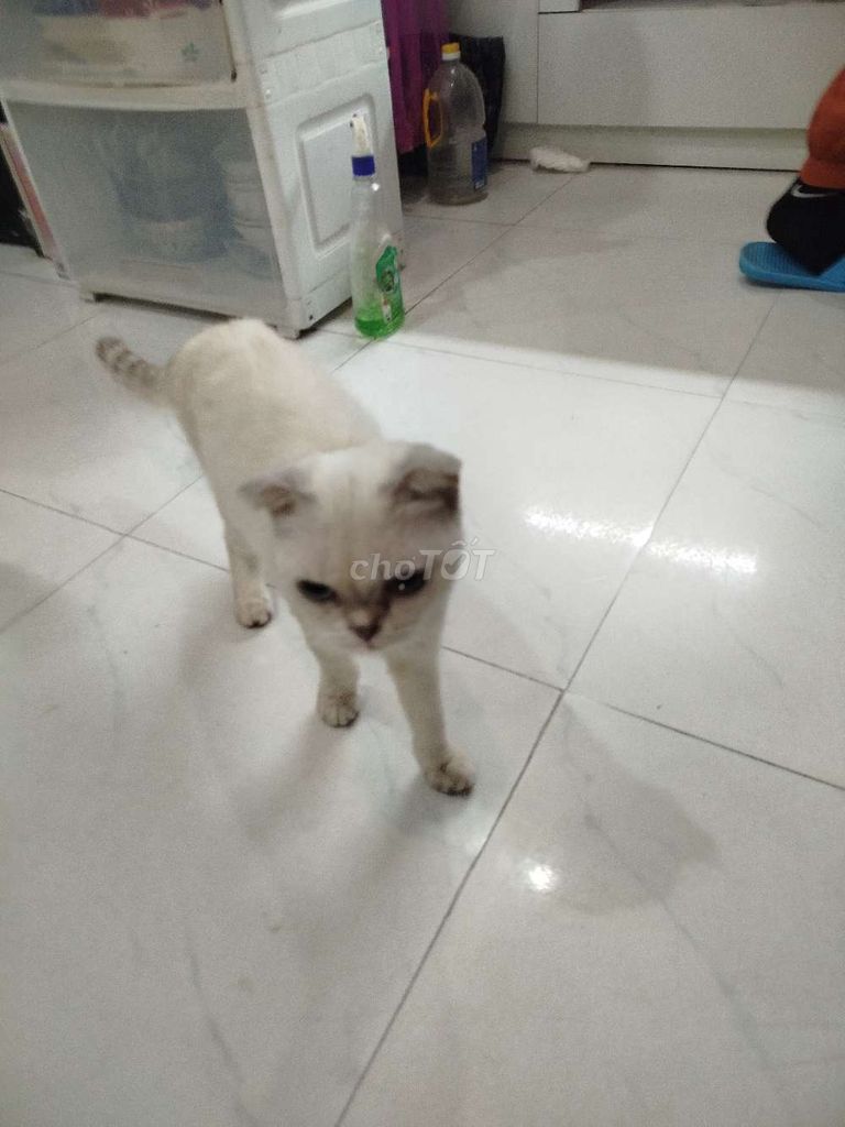 Mèo Anh lông ngắn tai cụp 1.5 tuổi đã tiêm. Mua bán Mèo tại Quận Hai Bà Trưng Hà Nội được đăng bởi Hoàng Thị Phương  hình 1