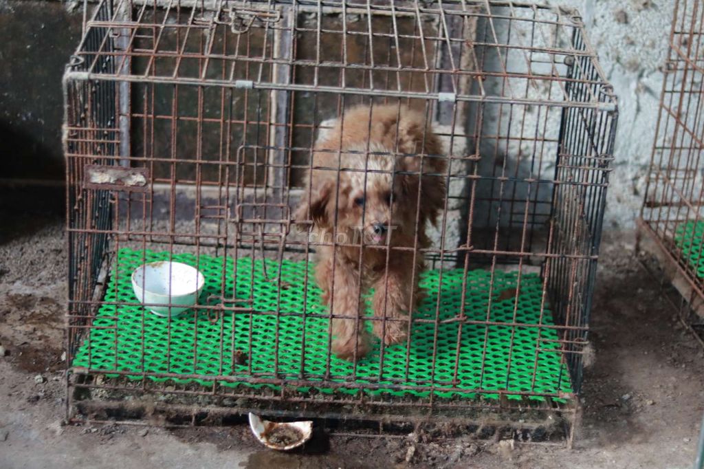 Poodle đực sn 20/5/2023