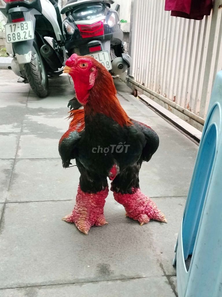 Gà Đông Tảo gần 1 tháng đã tiêm. Mua bán Gà tại Huyện Quốc Oai Hà Nội được đăng bởi gà đông tảo  hình 1