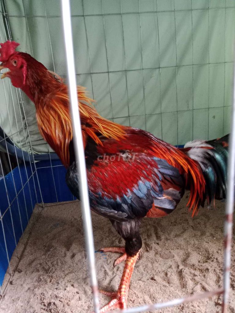 Điều lai siu to. Mua bán Gà tại Huyện Long Phú Sóc Trăng được đăng bởi gà việt lai  hình 1