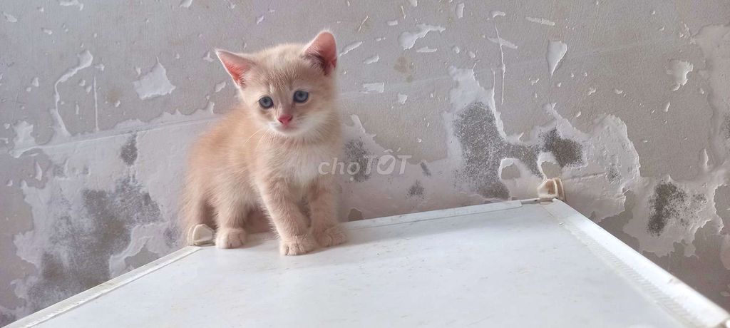 Bé đực aln