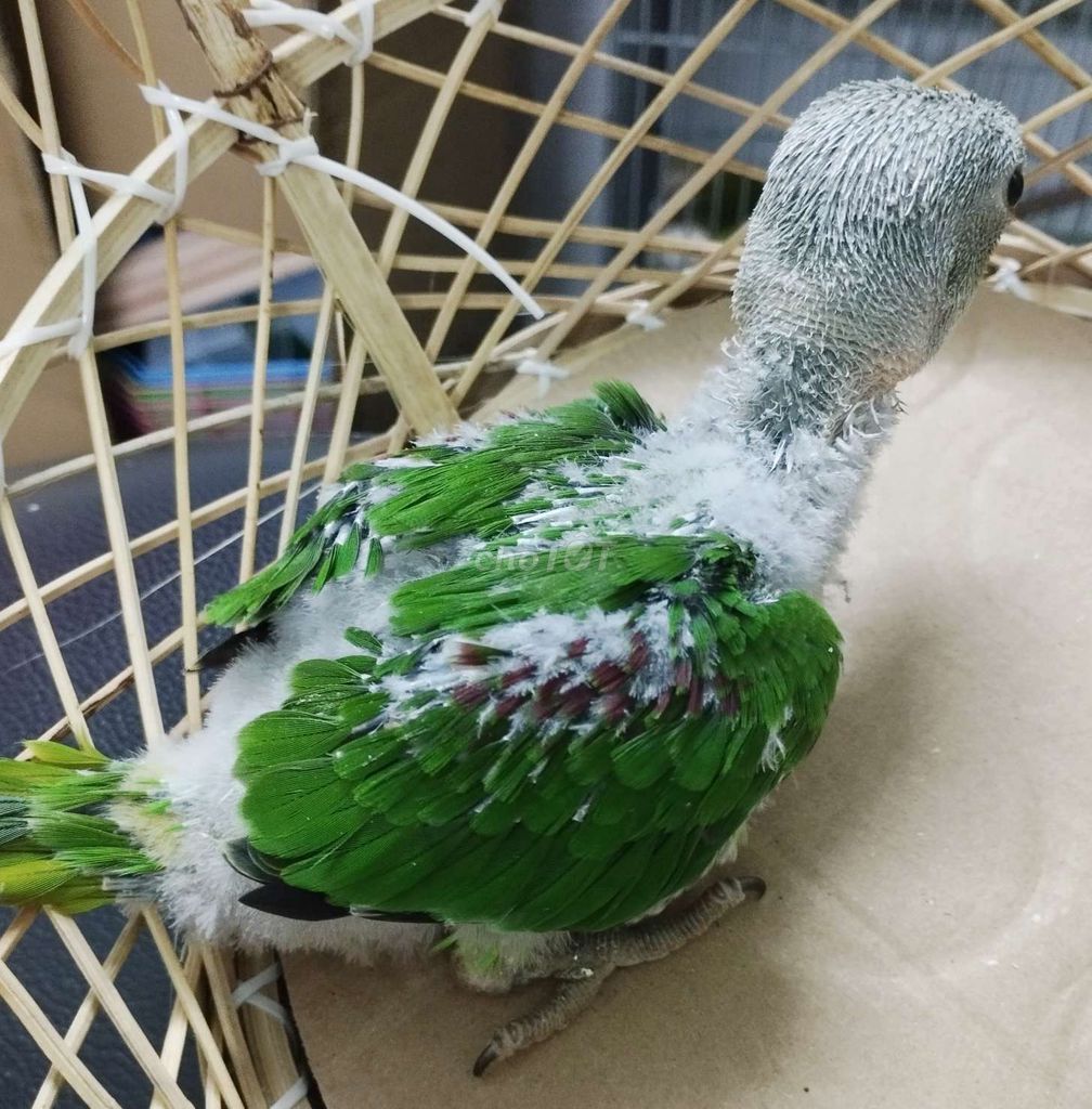 Chim cảnh Xanh lá Trắng Khỏe mạnh. Mua bán Chim tại Quận Tân Phú Tp Hồ Chí Minh được đăng bởi Tiger hình 1