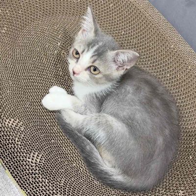Mèo Anh lông ngắn Xám trắng 2 tháng đã tiêm
