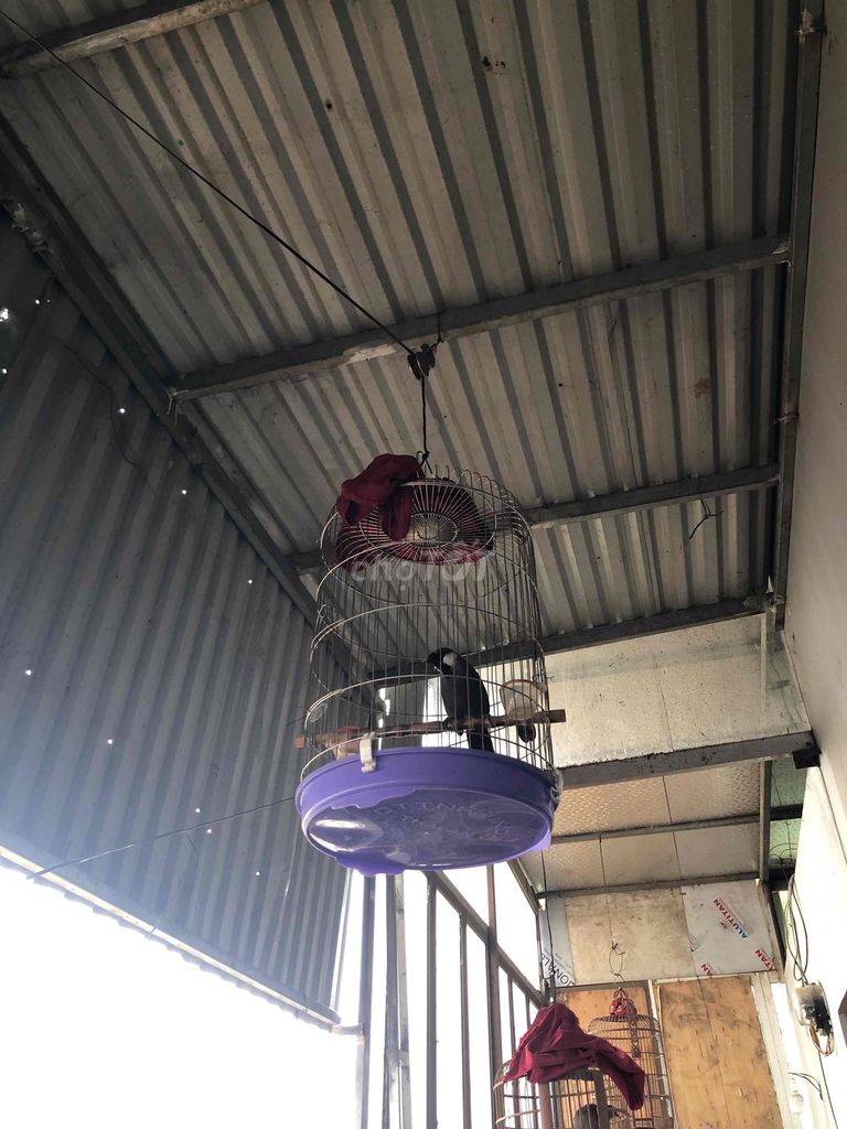 Chim chìa vôi trắng đen. Mua bán Chim tại Huyện Quốc Oai Hà Nội được đăng bởi Đào ngọc Huân hình 1