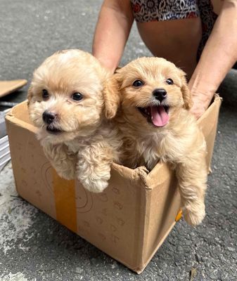 Chó Poodle Nâu vàng 2 tháng tuổi