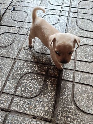 Chó con Vàng nhạt. Mua bán Chó tại Huyện Hòa Thành Tây Ninh được đăng bởi hay vay