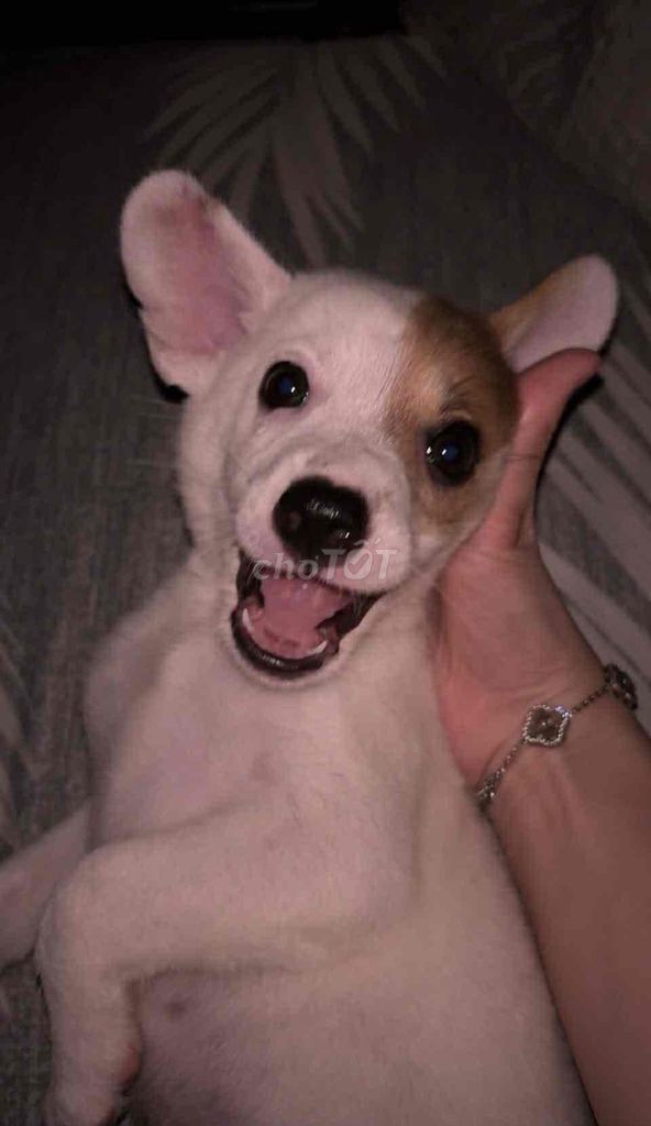 Chó Chihuahua lai Poodle cái 2 tháng trắng nâu. Mua bán Chó tại Quận Bình Tân Tp Hồ Chí Minh được đăng bởi Thanh Duy hình 1