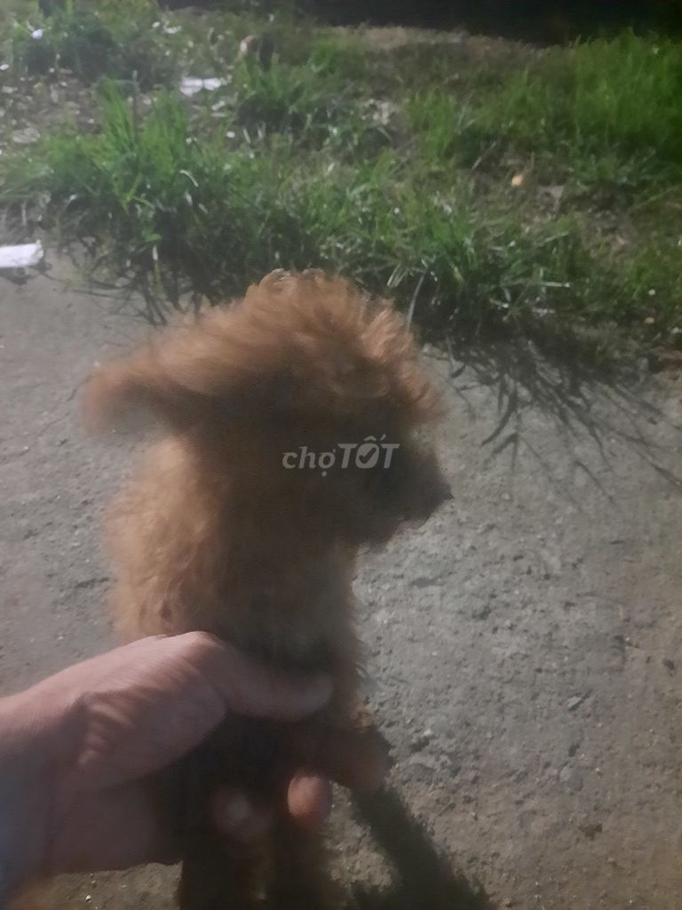 Chó Nâu 5 tháng tuổi. Mua bán Chó tại Thành phố Buôn Ma Thuột Đắk Lắk được đăng bởi Lê phạm ngọc bảo hình 1