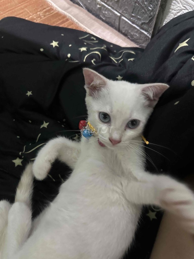 Mèo xiêm mắt xanh gần 4th tuổi. Mua bán Mèo tại Thị xã Bến Cát Bình Dương được đăng bởi Duc Nhat Tran hình 3