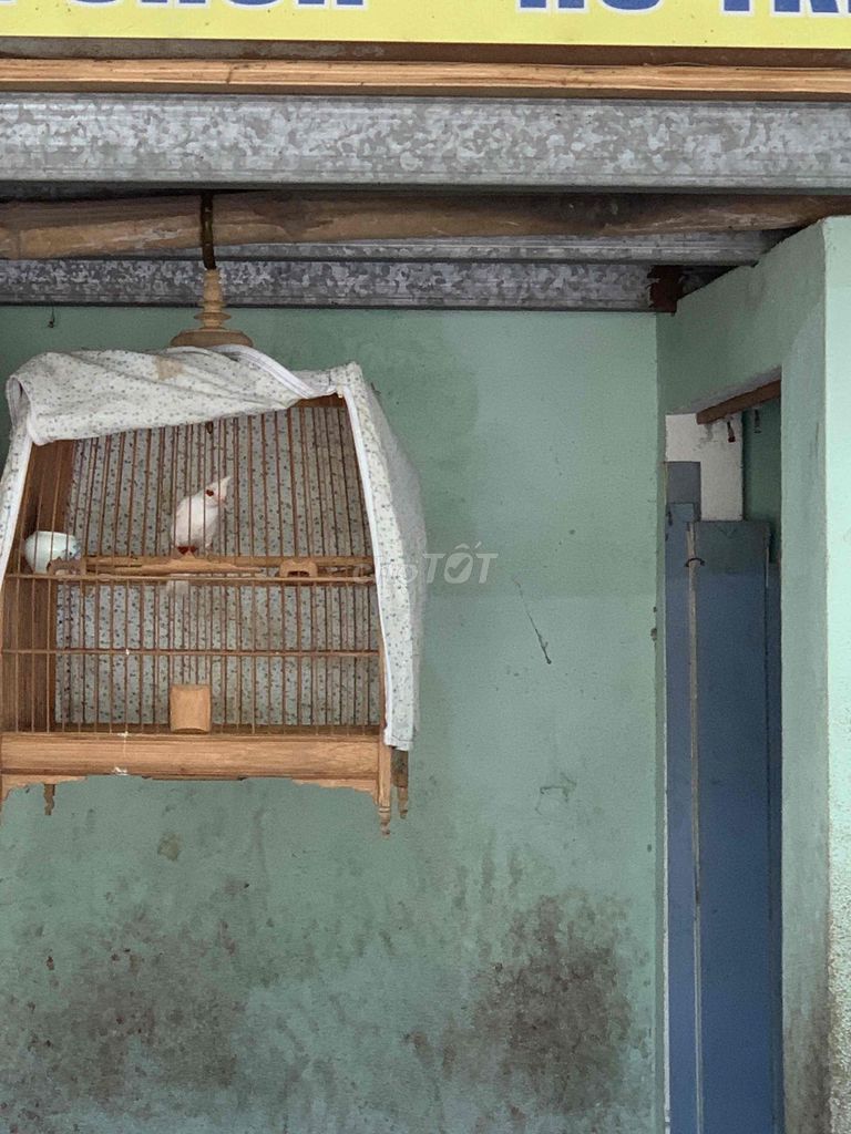 Chim cảnh trắng. Mua bán Chim tại Quận Ngũ Hành Sơn Đà Nẵng được đăng bởi Lãng Tử Miền Tây hình 1