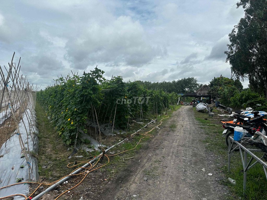 BÁN ĐẤT NGUYỄN THỊ RÀNH NHUẬN ĐỨC – CỦ CHI | 8.812m² | 300M2 THỔ CƯ