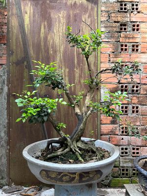 nguyệt bonsai cây hoành bệ đế cây rể bệ mụp