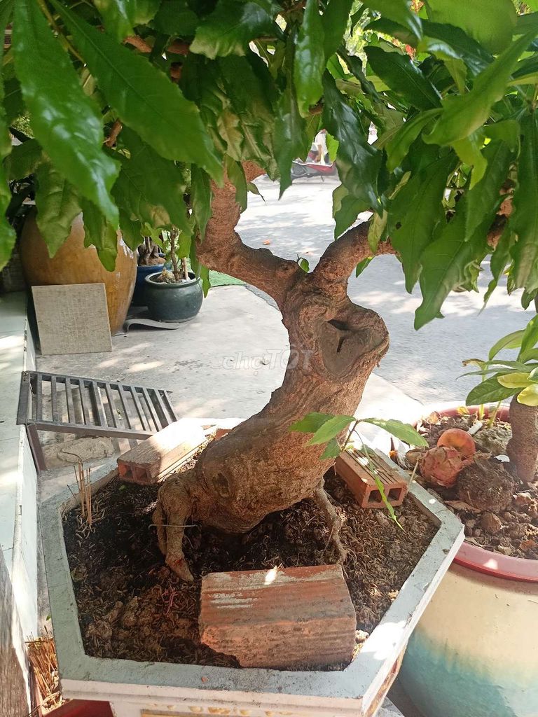 Cây lộc vừng bonsai