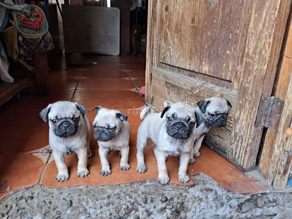 pug mặt xệ. Mua bán Chó tại Quận Cẩm Lệ Đà Nẵng được đăng bởi Anh Pet Shop hình 3