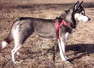 Cặp Husky Tìm Nhà Mới