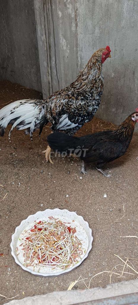 Gà tre Cặp Đen Đốm. Mua bán Gà tại Huyện Thủ Thừa Long An được đăng bởi Hữu nhã  hình 1
