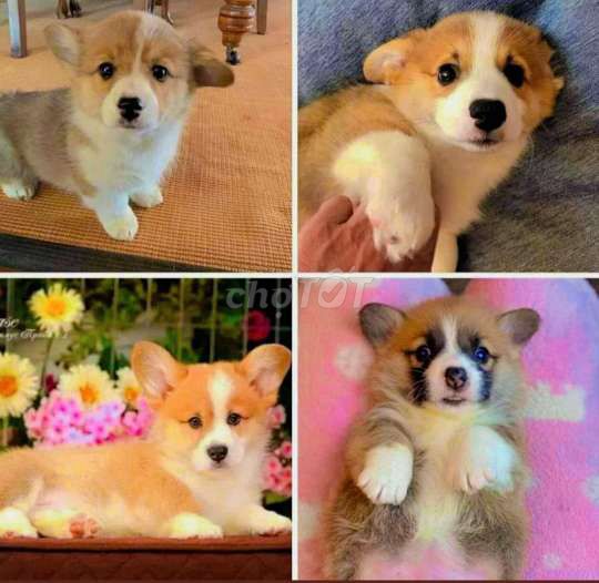 Chó corgi thuần chủng _ chó Corgi đủ màu sắc