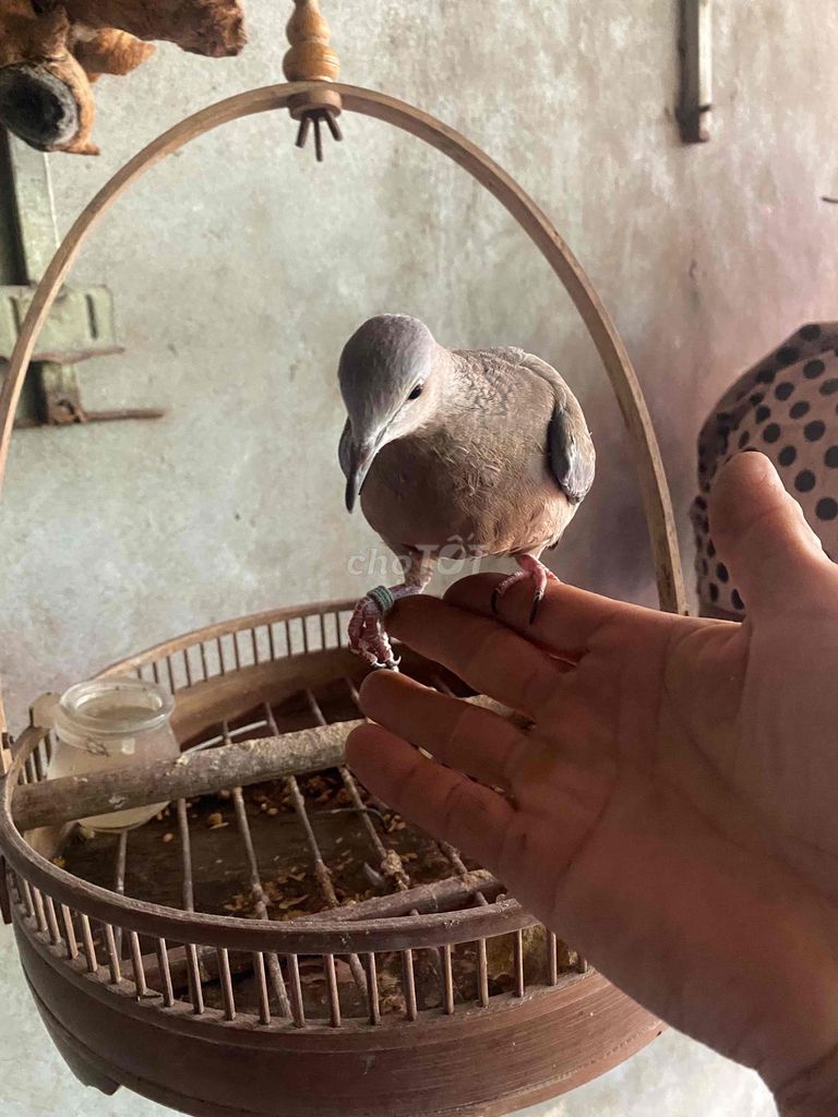 cu gáy giọng thổ. Mua bán Chim tại Huyện Tiên Du Bắc Ninh được đăng bởi North A Tran hình 5