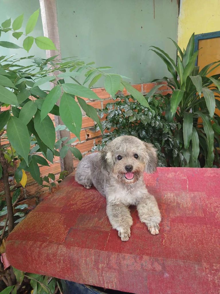 Poodle xám tiny lanh lợi nhỏ xinh 7 tháng tuổi