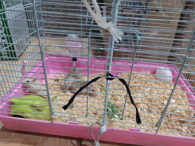 Chuột Hamsters 5 con, lồng, đồ dùng