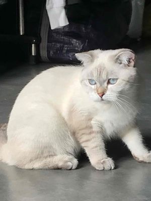 bán mèo cho ai thiện chí nuôi ( ưu tiên bắt cặp ).. Mua bán Mèo tại Quận 11 Tp Hồ Chí Minh được đăng bởi Thành Nguyễn hình 1