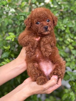 Chó Poodle nâu đỏ 2 tháng đã tiêm