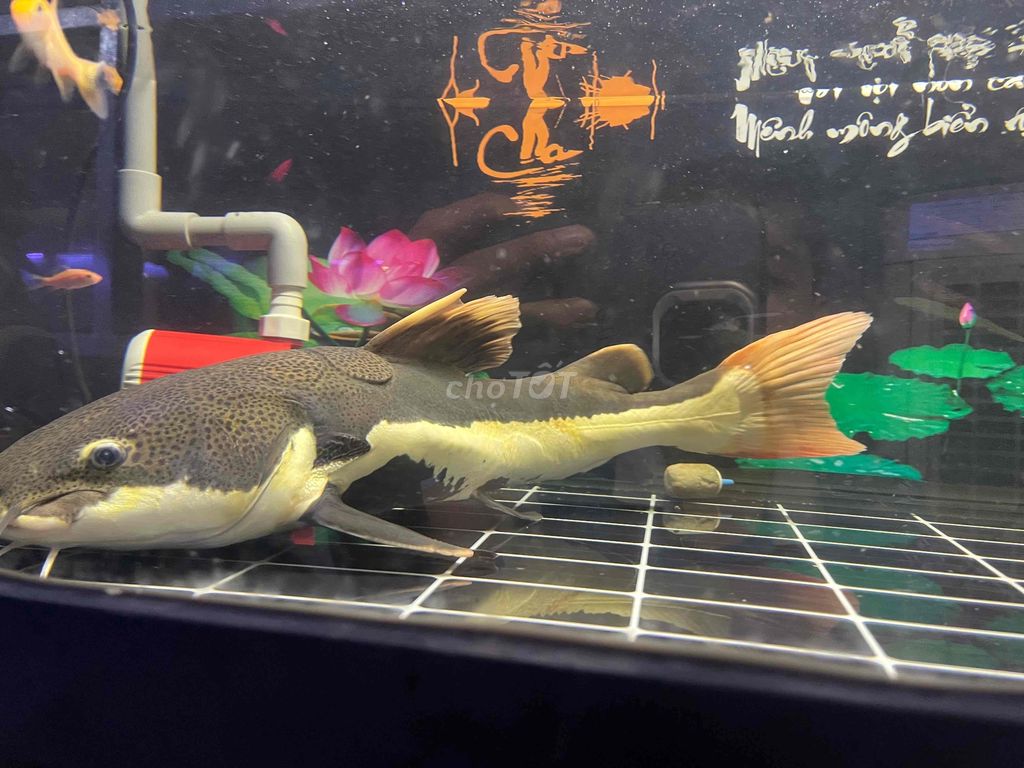 Hồng vĩ size 60cm