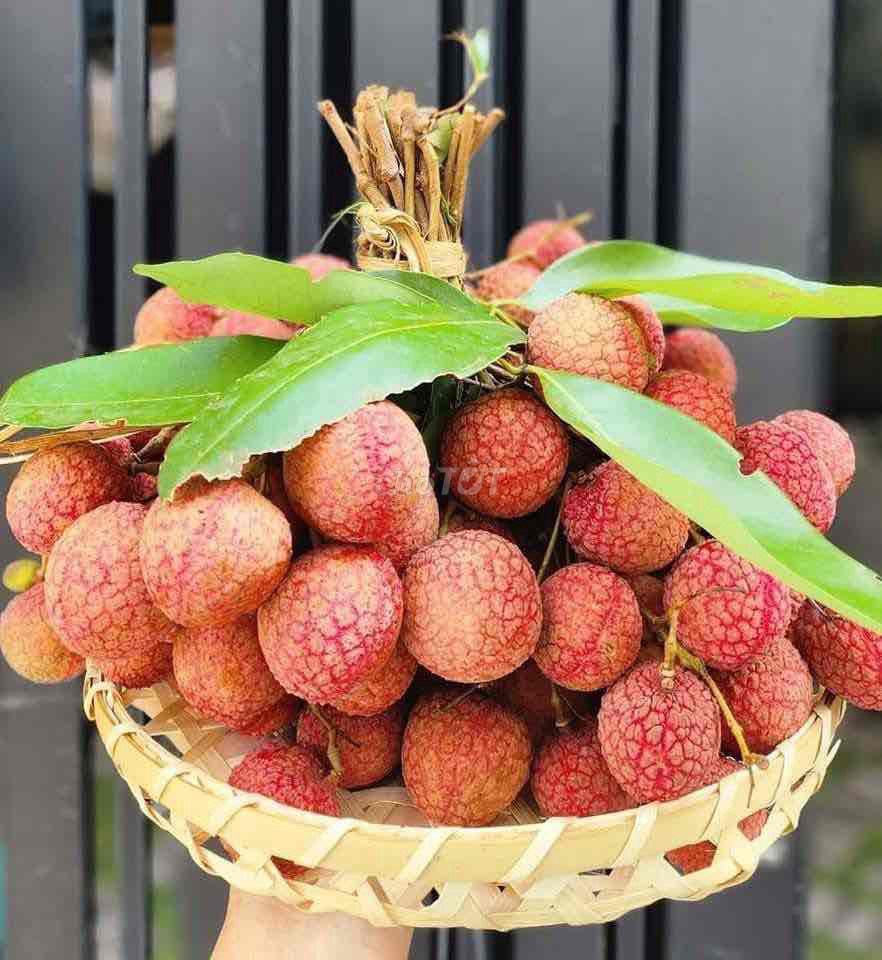 Vải thiều Việt Nam 1kg siêu ngon. Mua bán Đồ ăn, thực phẩm và các loại khác tại Quận Tân Bình Tp Hồ Chí Minh được đăng bởi Thành Tâm hình 1