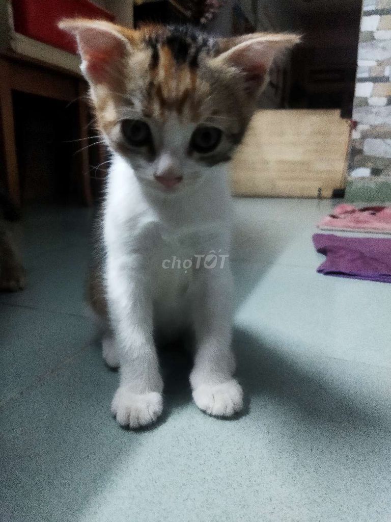 Mèo lai 2 tháng tuổi Tam thể, Vàng. Mua bán Mèo tại Quận Tân Bình Tp Hồ Chí Minh được đăng bởi VÕ THÀNH hình 1