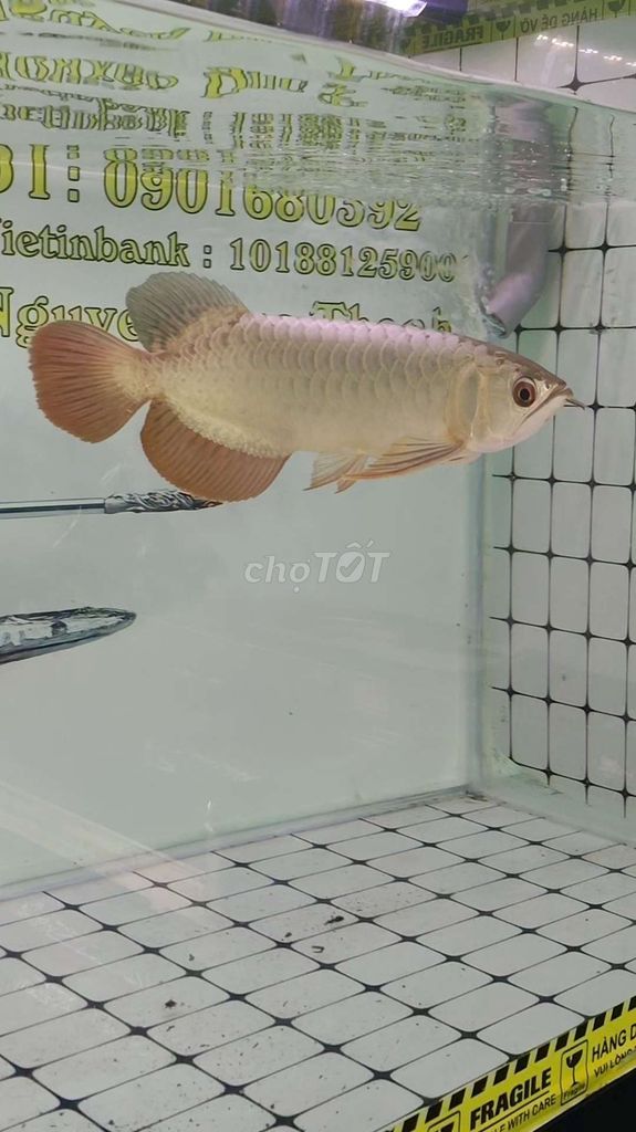 Cá Rồng quá bối Vàng . Mua bán Thú cưng khác tại Huyện Trảng Bàng Tây Ninh được đăng bởi Trảng Bàng hình 1