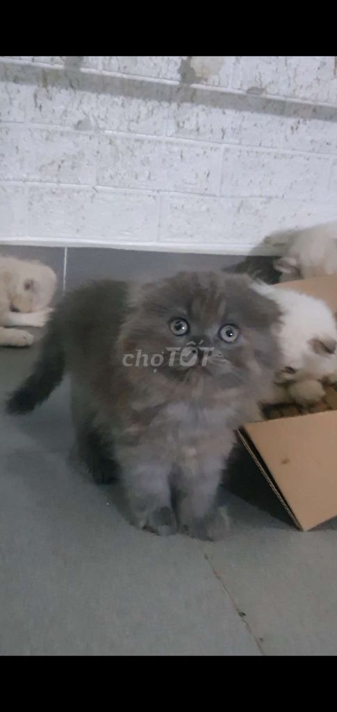 Mèo Anh Lông Dài & Ngắn. Mua bán Mèo tại Quận 7 Tp Hồ Chí Minh được đăng bởi Ly Nguyen hình 3