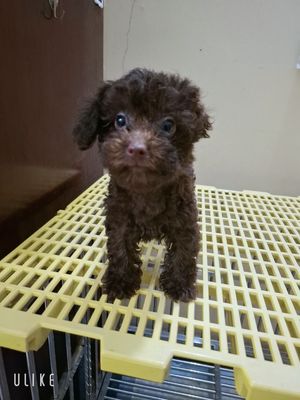  Poodle socola màu hiếm 