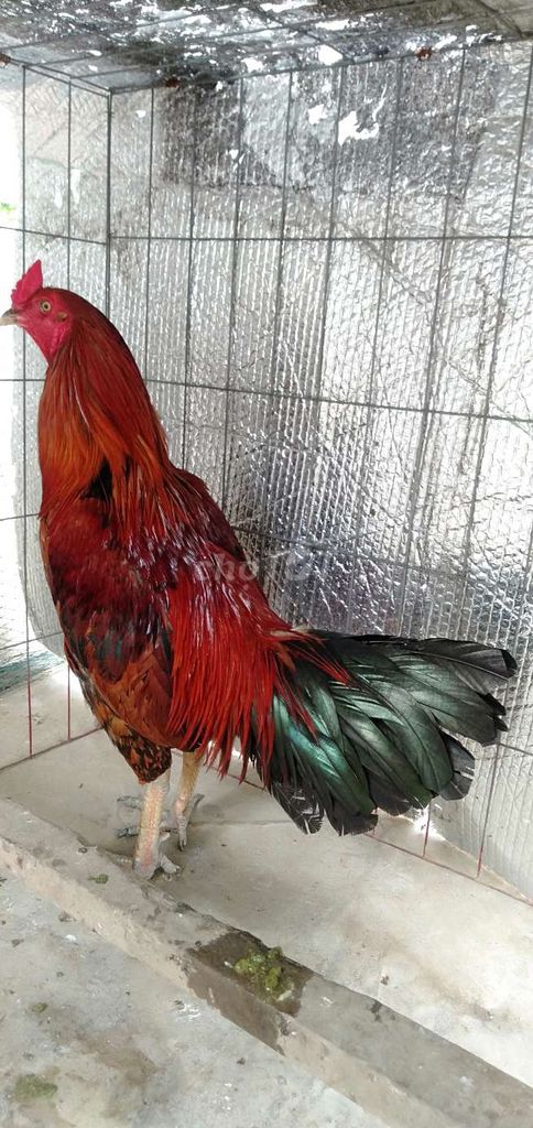 Gà trống Đực 3.3kg Đỏ, đen. Mua bán Gà tại Huyện Phong Điền Cần Thơ được đăng bởi Ký cần Thơ  hình 1