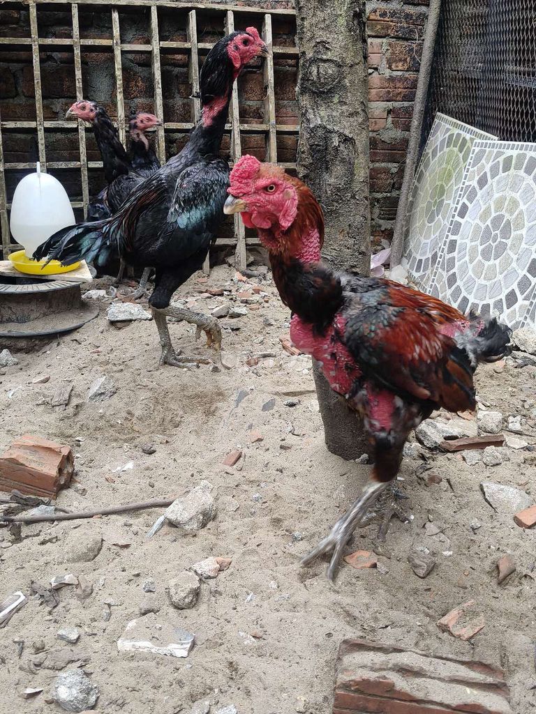 Gà chọi Đen Đỏ Đực. Mua bán Gà tại Quận Ngũ Hành Sơn Đà Nẵng được đăng bởi Nguyen Thang hình 1