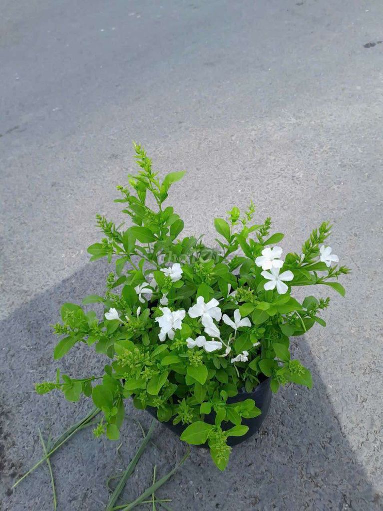 Cây bạch xà hoa trắng. Mua bán Cây cảnh, đồ trang trí tại Thành phố Thủ Đức Tp Hồ Chí Minh được đăng bởi Thiện Hoàng hình 1