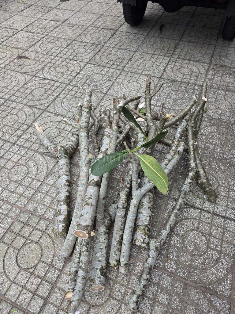 Cây cảnh Sứ bông Trắng. Mua bán Cây cảnh, đồ trang trí tại Thành phố Thủ Dầu Một Bình Dương được đăng bởi A VỸ hình 1