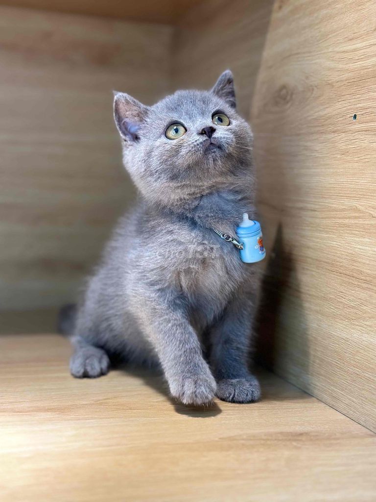 Mèo Xám Xanh ❤️. Mua bán Mèo tại Quận Ninh Kiều Cần Thơ được đăng bởi Bu pets hình 1