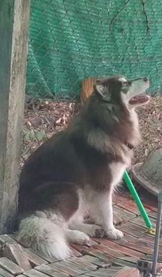 Không có thời gian chăm sóc