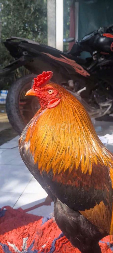 Gà trống 2.9kg. Mua bán Gà tại Huyện Châu Thành Hậu Giang được đăng bởi Trại Gà Thanh Phương hình 1