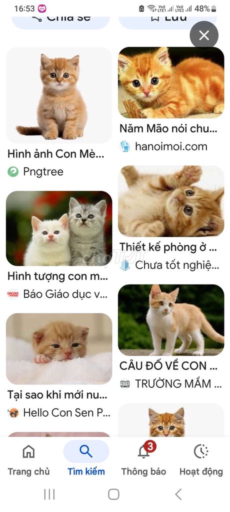 Mèo con không xác định. Mua bán Mèo tại Huyện Hòa Thành Tây Ninh được đăng bởi đông tà hình 1
