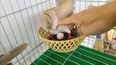 Cu phap gáy gù đẻ lứa đầu. Mua bán Chim tại Huyện Hóc Môn Tp Hồ Chí Minh được đăng bởi anh anh cu gáy